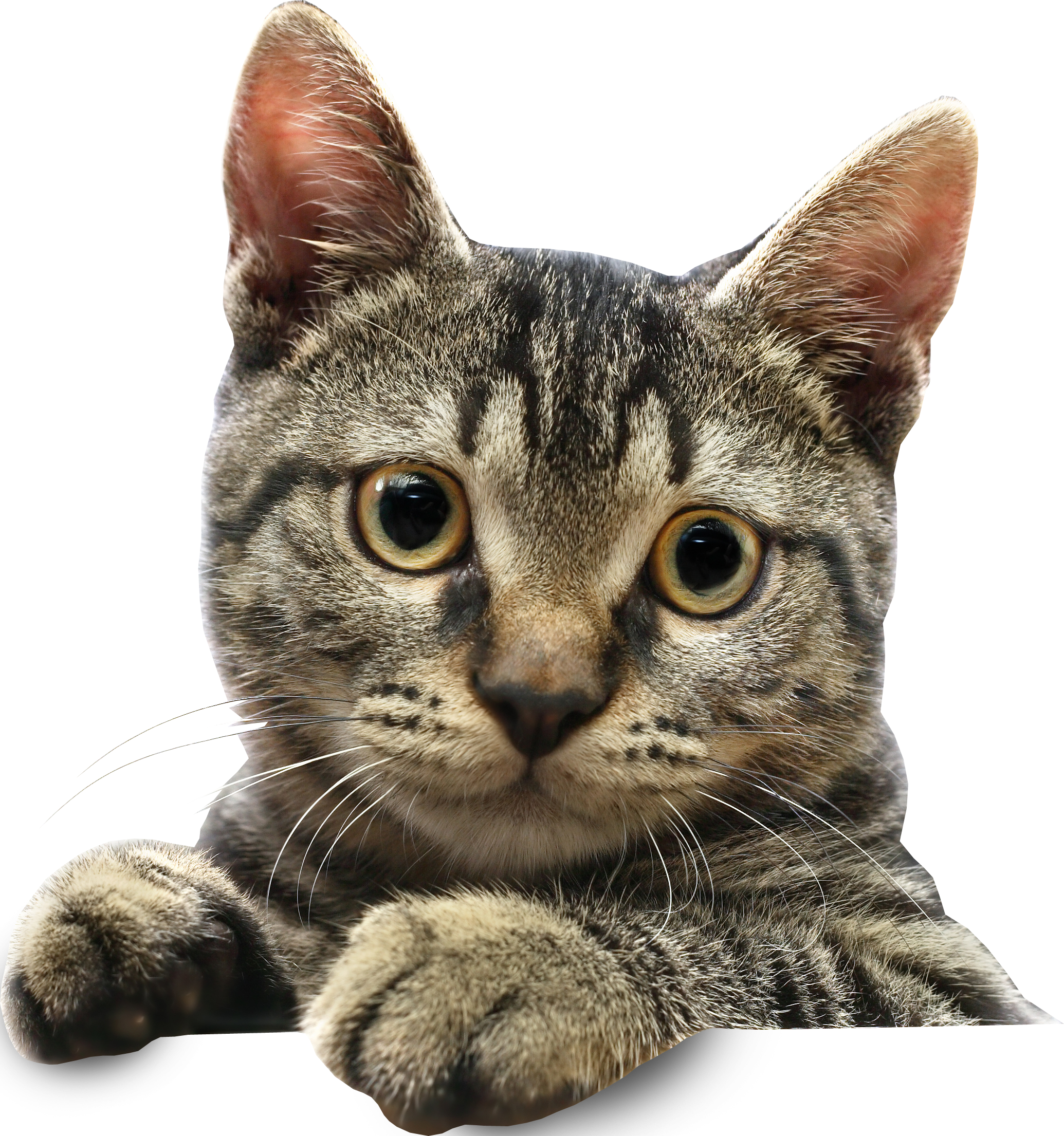 SmartVet Hero Cat