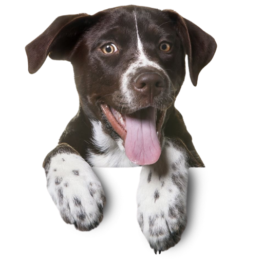 SmartVet Hero Dog